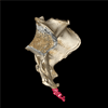 Coccyx Surgeon